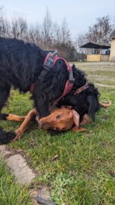 Zwei Hunde spielen draußen