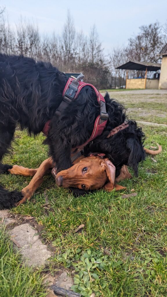 Zwei Hunde spielen draußen