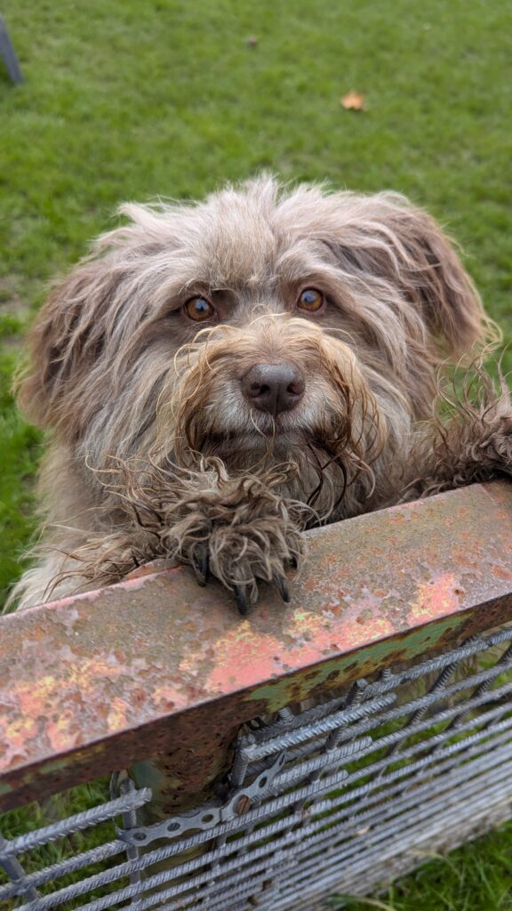 Brauner Hund auf Zaun