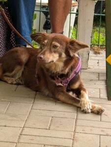 Brauner Hund mit pinkem Geschirr