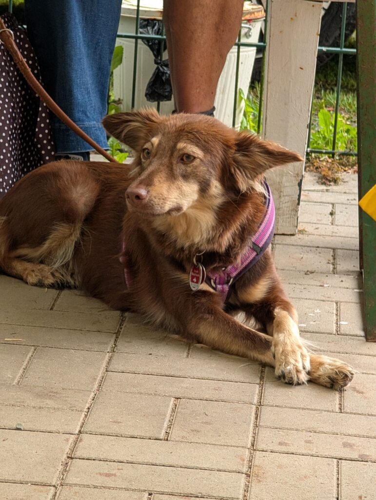 Brauner Hund mit pinkem Geschirr