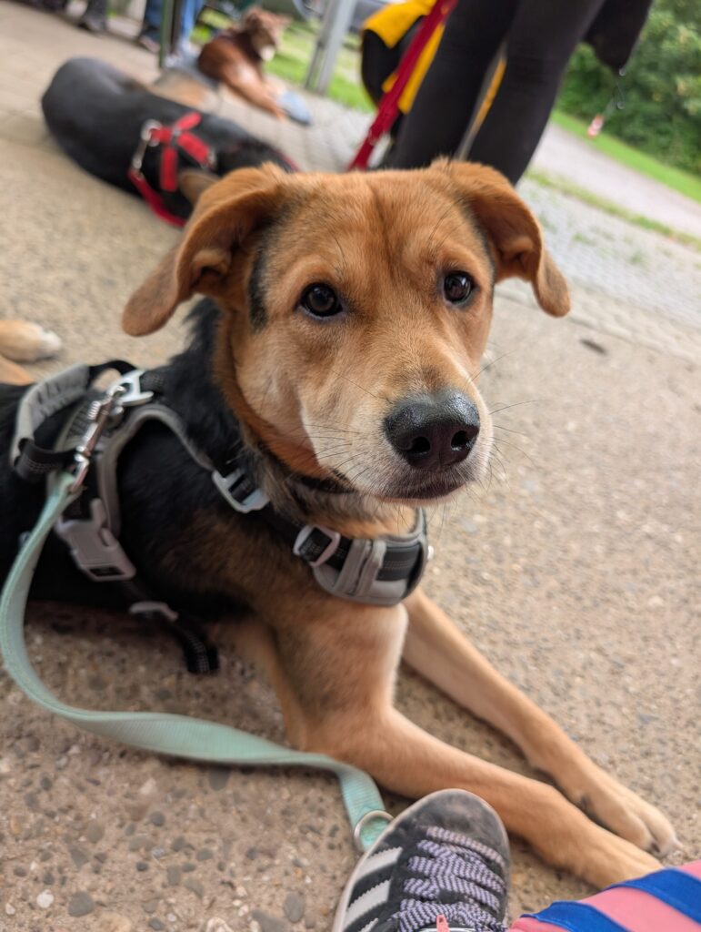 Brauner Hund im Geschirr