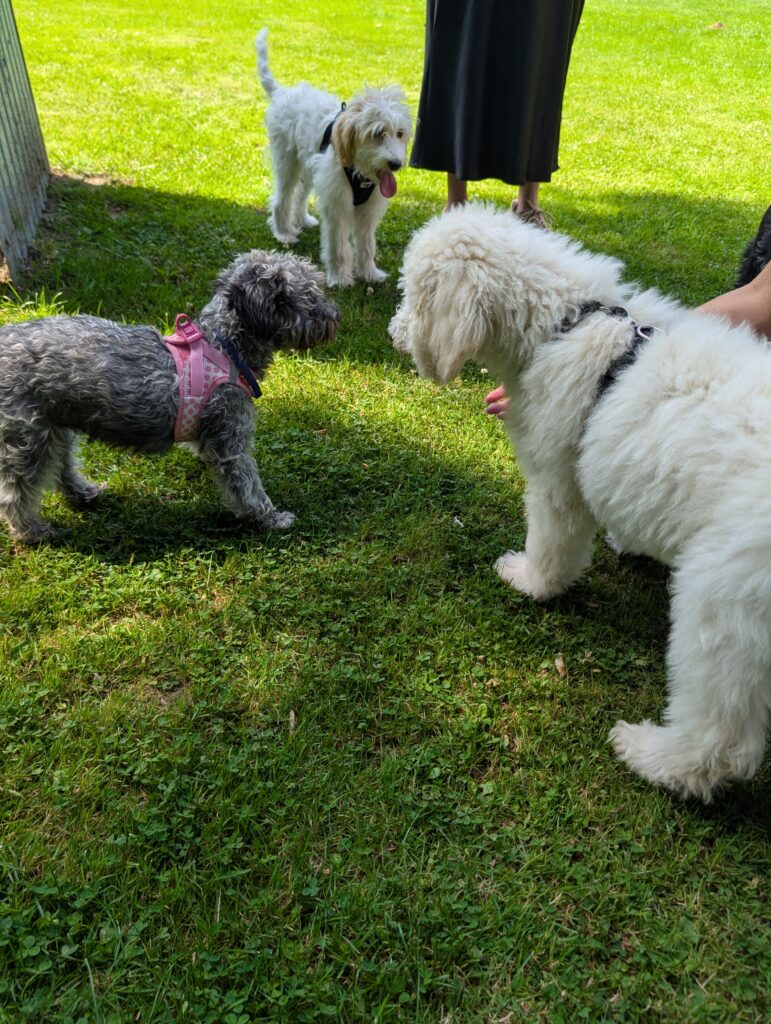 Drei Hunde treffen sich draußen