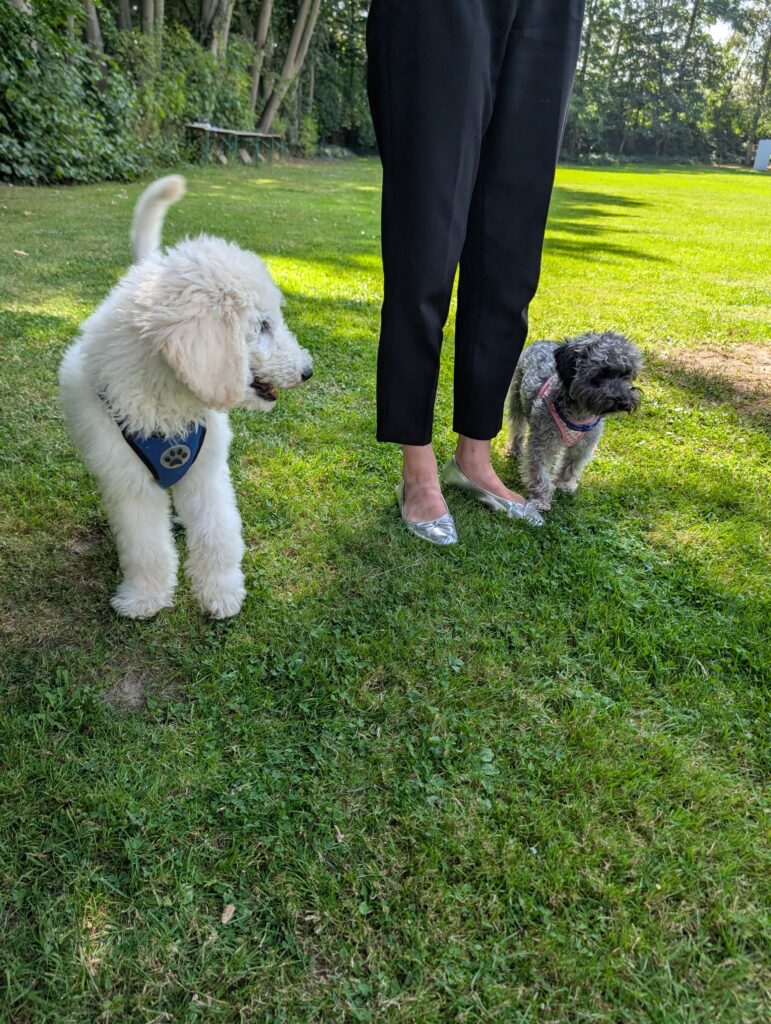 Zwei Hunde auf Rasen