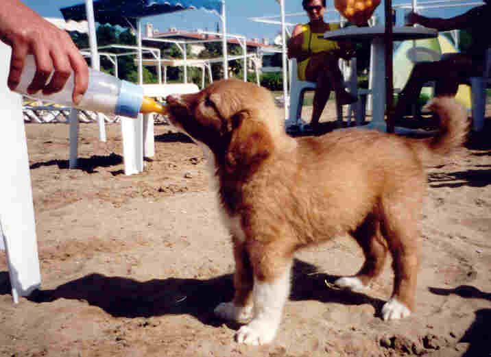 Hunde vom Tierschutz Cane Turkei Mit Flasche