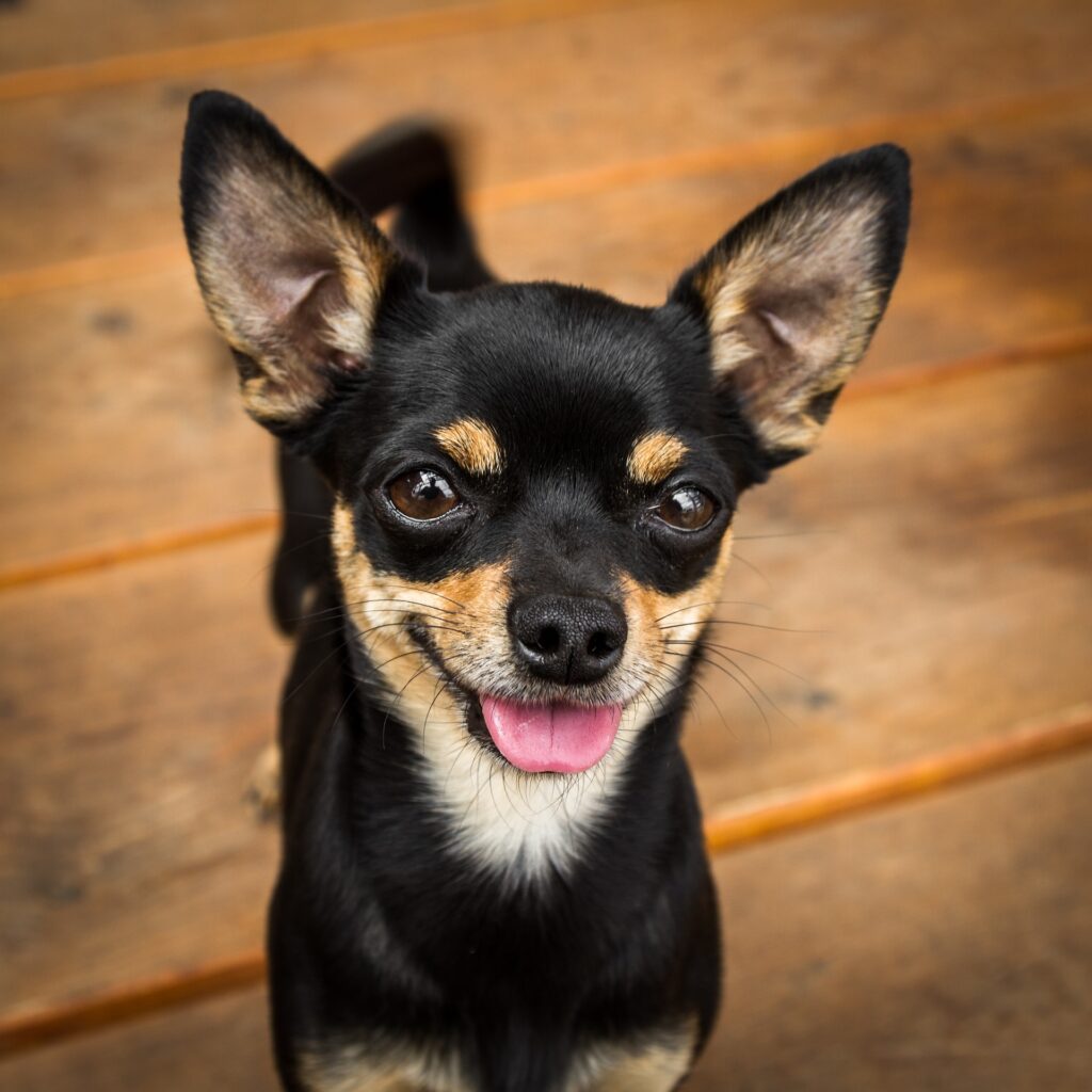 Kleiner Hund mit braunen Augen