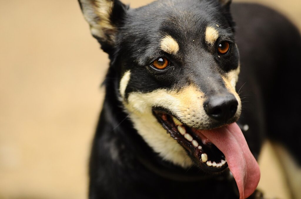 Schwarzer Hund mit Zunge