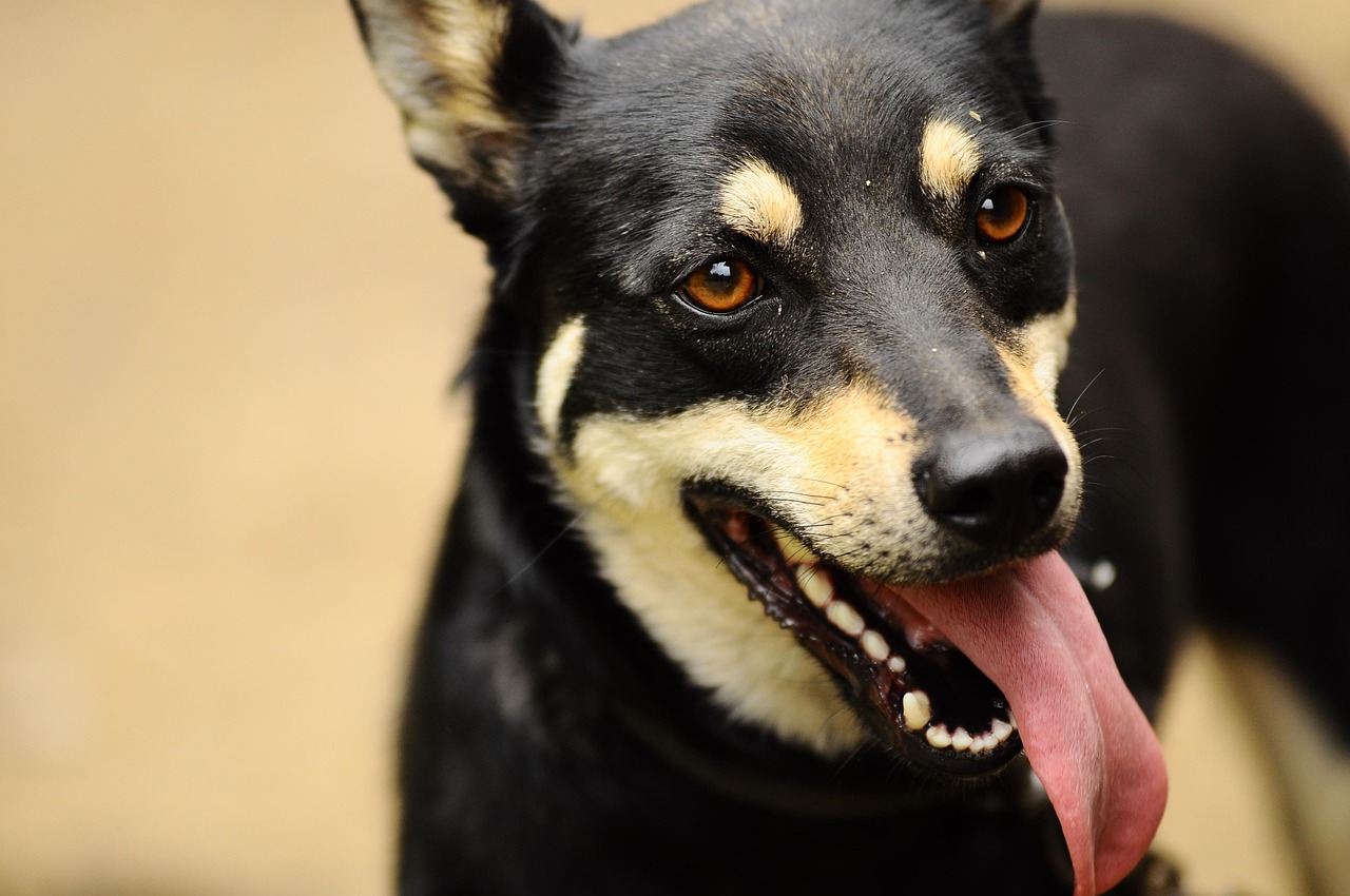 Schwarzer Hund mit Zunge