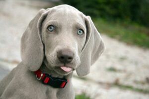 Weimaraner Welpe mit Zunge