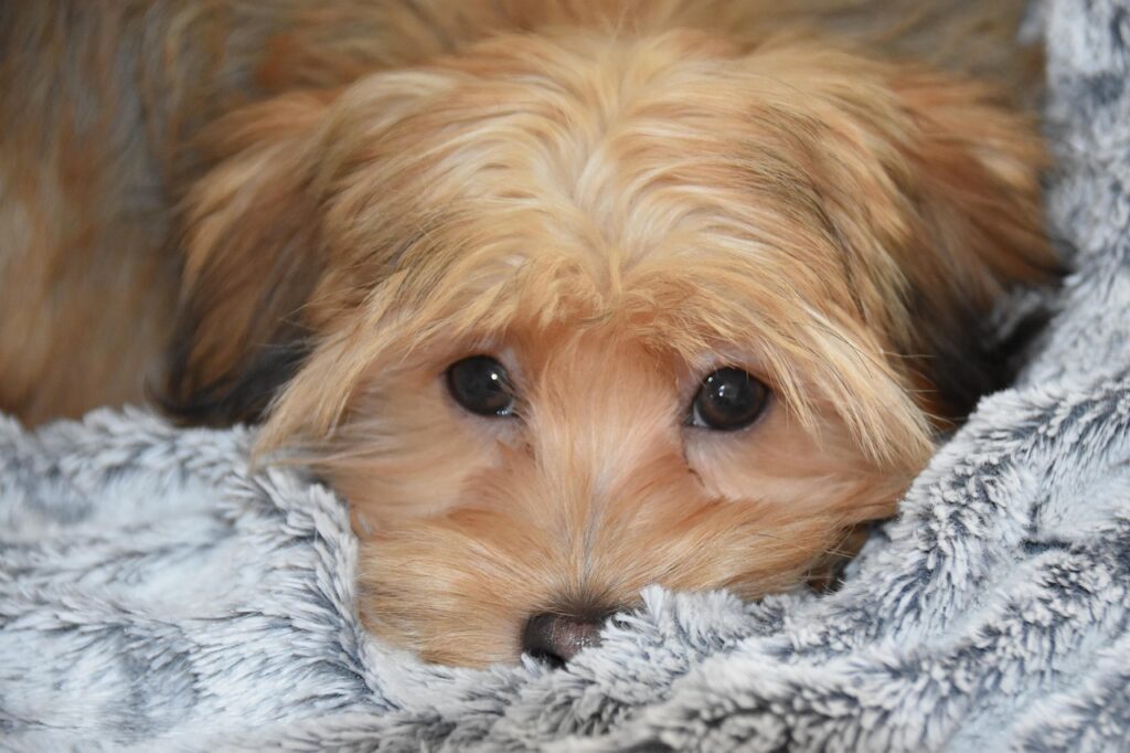 Süßer Hund im weichen Bett