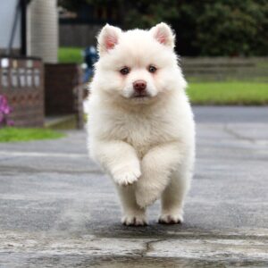 Fluffy white dog running