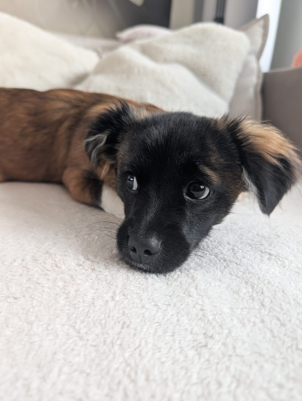 Kleiner Hund liegt auf Decke
