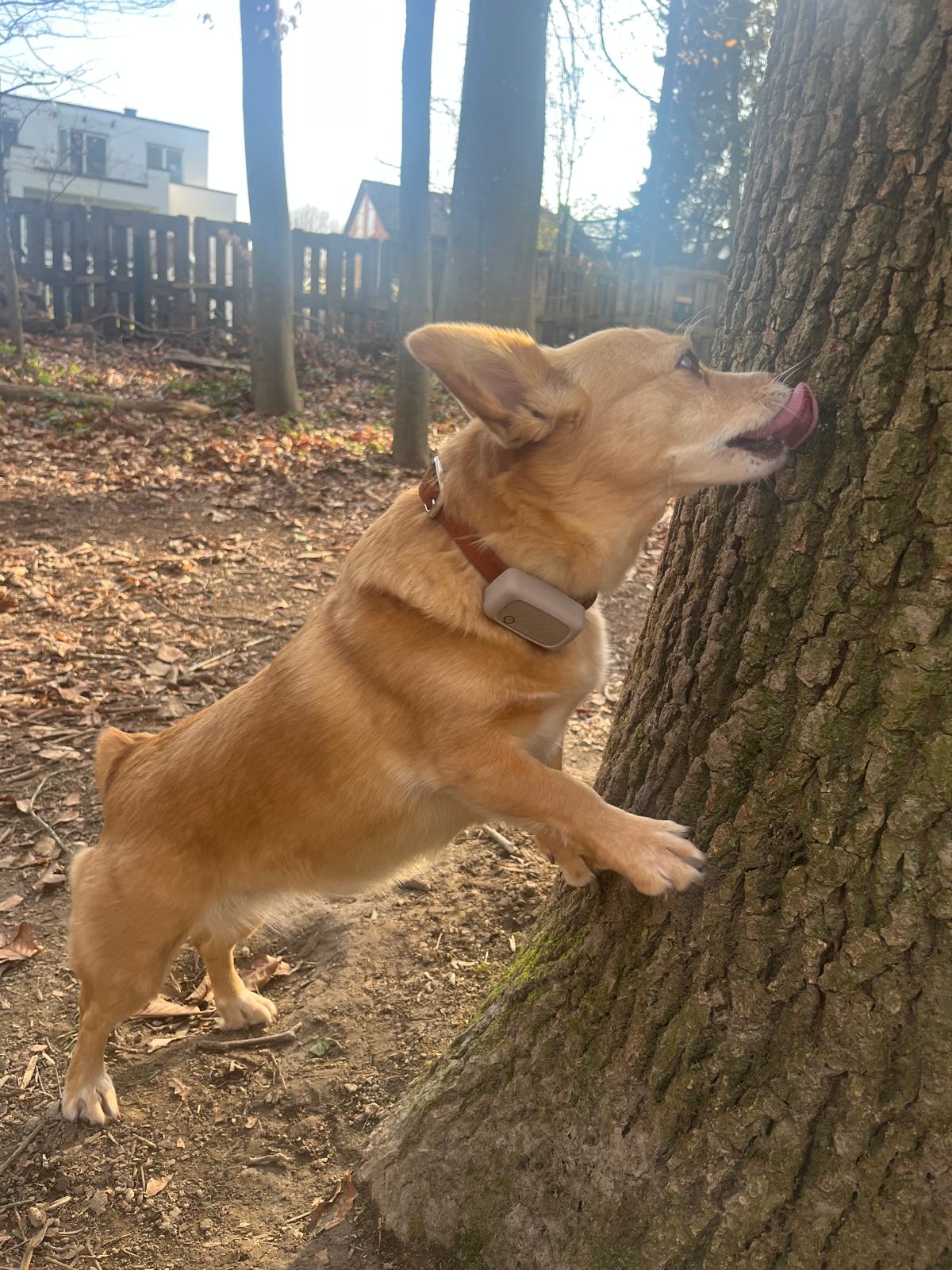 Tractive - GPS Tracker für Hunde img 20260304 wa0028