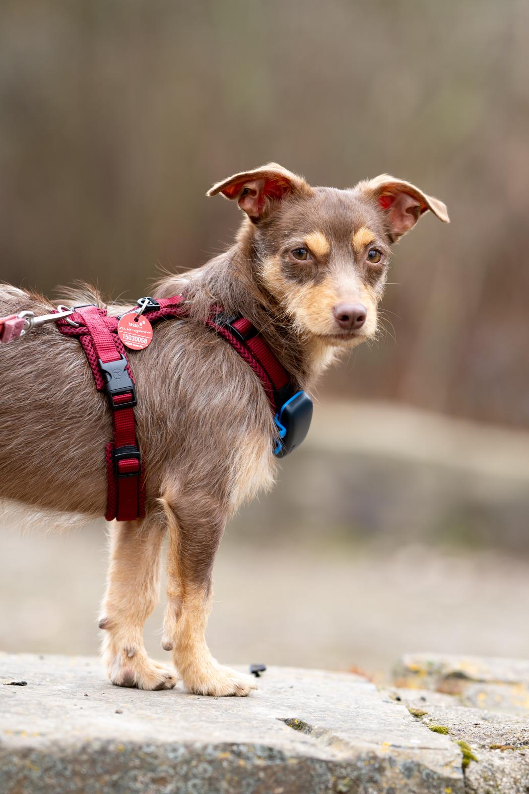 Tractive - GPS Tracker für Hunde img 20260304 wa0033