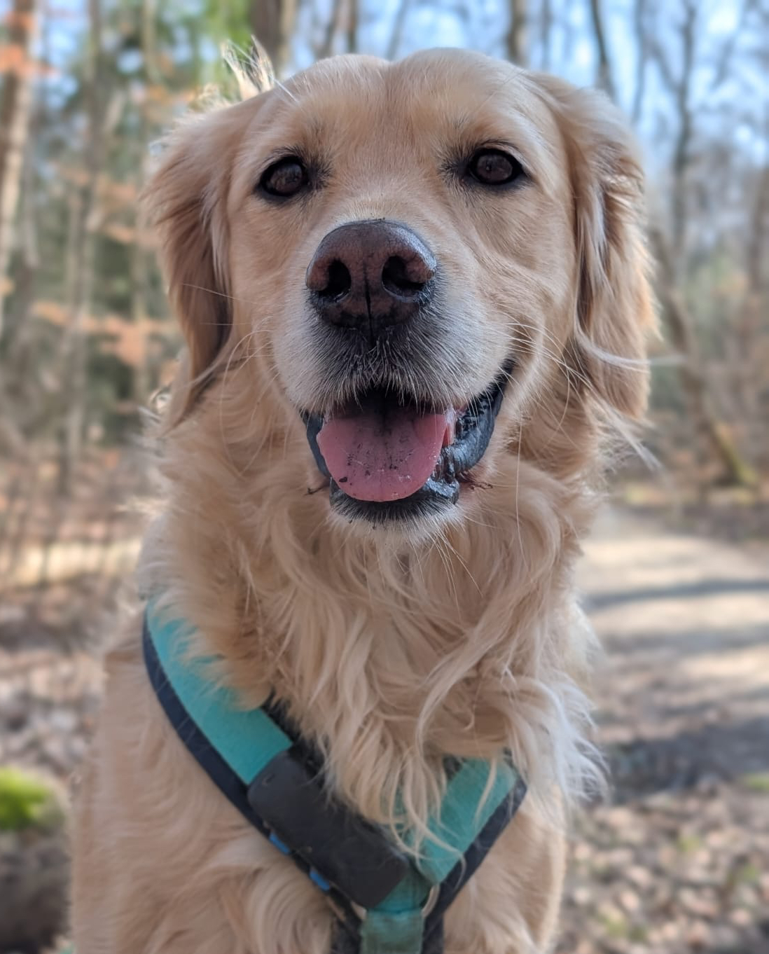 Tractive - GPS Tracker für Hunde elli
