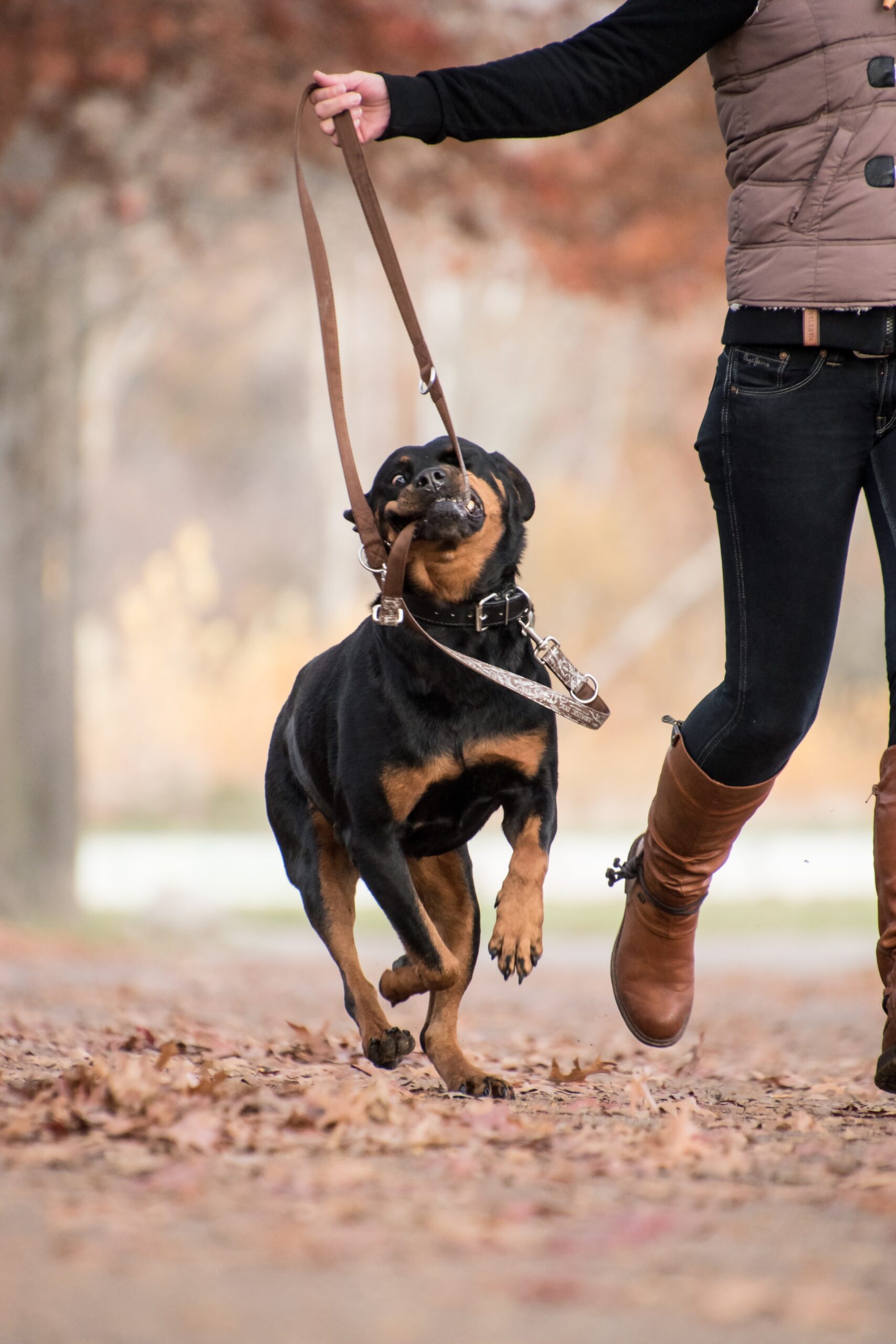 Stellenangebot rebeccaspictures rottweiler 5767825