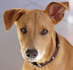 counselling dog 624269