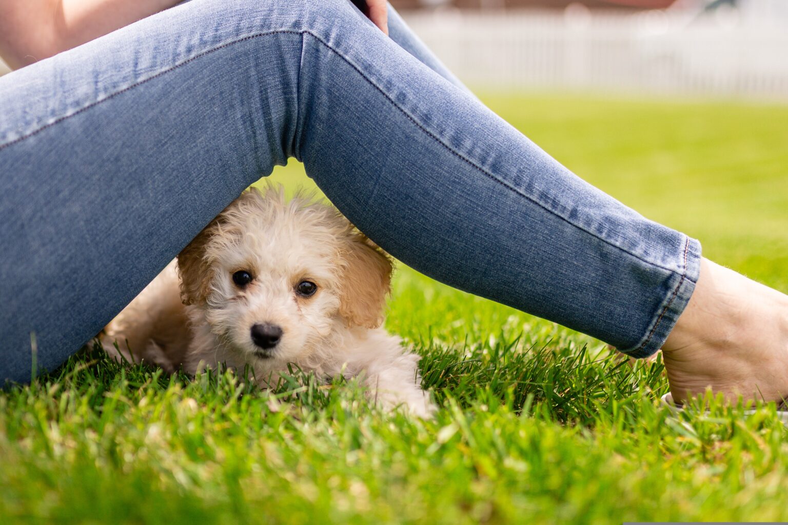 cparks puppy 5124948