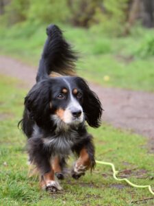 helgaka dog 4110955