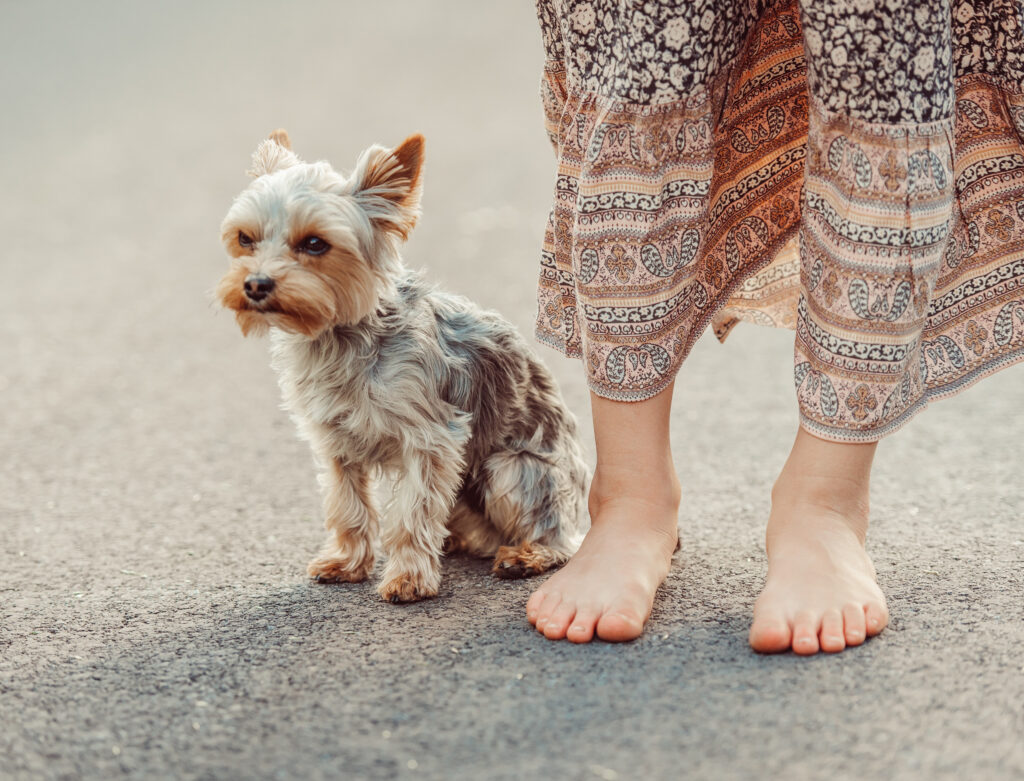 Yorkie