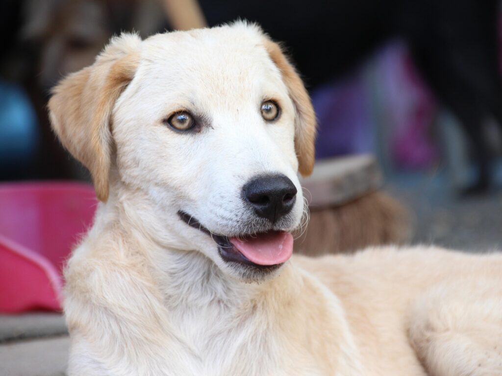 tierschutzaerzte dog 2087943 1920