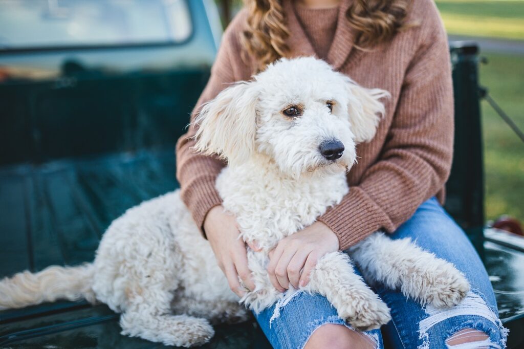 Dein Hund braucht deine Unterstützung dog 5751151 1280 (1)